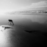 A Run on the Beach by danisabella